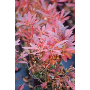 Azalée de chine luteum' taille du pot -