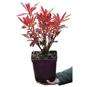 Azalée de chine luteum' taille du pot -