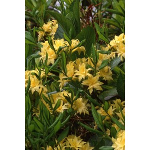 Azalée de chine luteum' taille du pot -