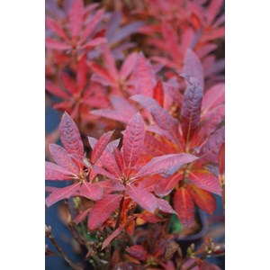 Azalée de chine luteum' taille du pot -