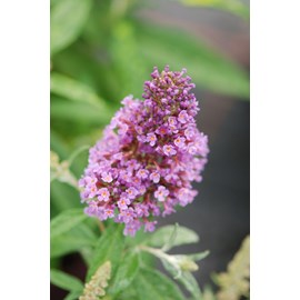 Arbre aux papillons butterfly candy ? Li