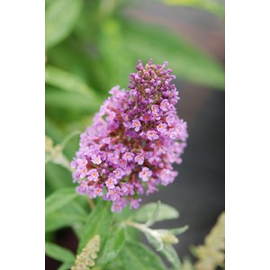 Arbre aux papillons butterfly candy ? Little lila' taille du pot - en pot de 3 l