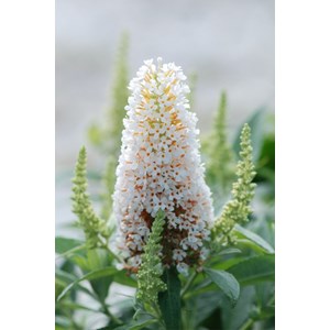 Arbre aux papillons butterfly candy ? Little white' taille du pot - en pot de 3