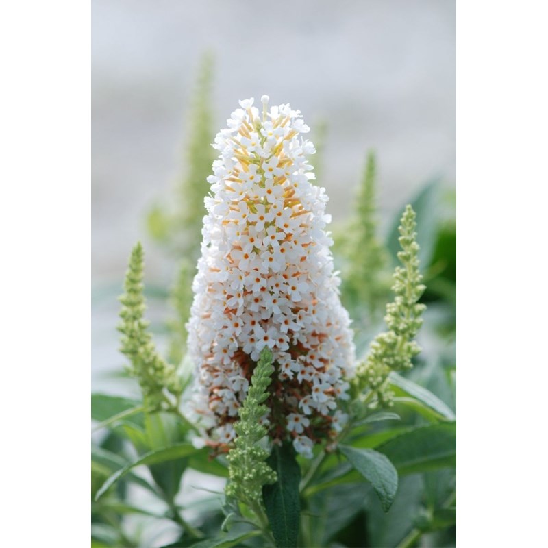 Arbre aux papillons butterfly candy ? Little white' taille du pot - en pot de 3