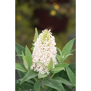 Arbre aux papillons butterfly candy ? Li