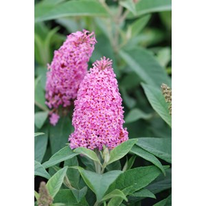 Arbre aux papillons nain butterfly candy ? Little pink' taille du pot - en pot d