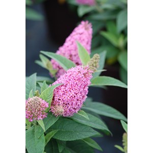 Arbre aux papillons nain butterfly candy