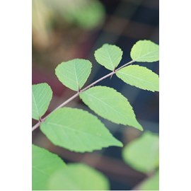 Aralia elata taille du pot - en pot de 5