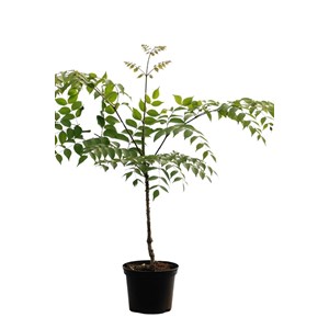 Aralia elata taille du pot - en pot de 5