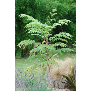Aralia elata taille du pot - en pot de 5