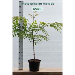 Aralia elata taille du pot - en pot de 5