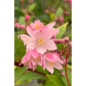 Deutzia yuki cherry blossom' taille du