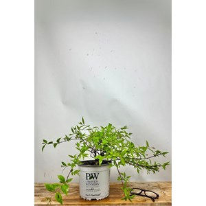 Deutzia yuki cherry blossom' taille du