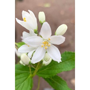 Deutzia yuki snow flake' taille du pot