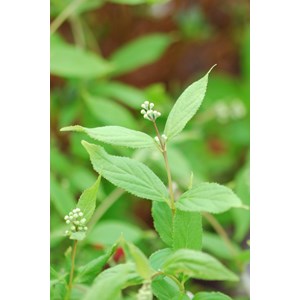 Deutzia yuki snow flake' taille du pot