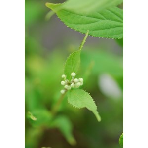 Deutzia yuki snow flake' taille du pot