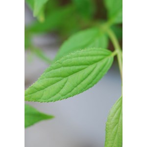 Deutzia yuki snow flake' taille du pot