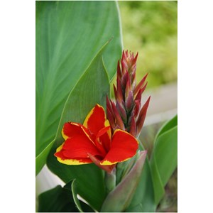 Canna red golden flame' taille du pot - en pot de 3 litres