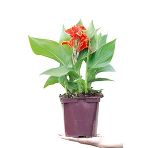 Canna red golden flame' taille du pot -