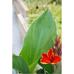 Canna red golden flame' taille du pot -