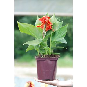 Canna red golden flame' taille du pot -