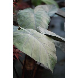 Taro black ripple' taille du pot - en p