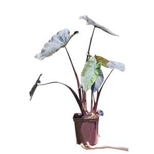 Taro black ripple' taille du pot - en p