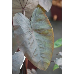 Taro black ripple' taille du pot - en p