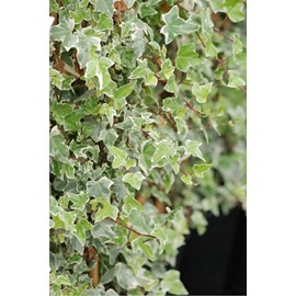 Lierre glacier' taille du pot - en pot