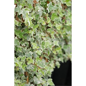 Lierre glacier' taille du pot - en pot