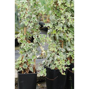 Lierre glacier' taille du pot - en pot