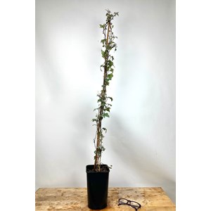 Lierre glacier' taille du pot - en pot