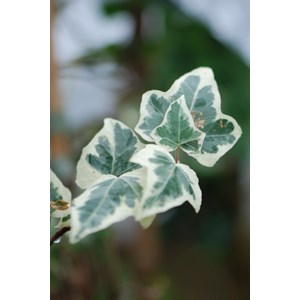 Lierre little diamond' taille du pot -