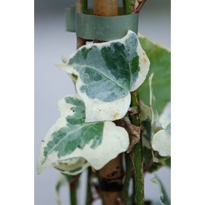 Lierre little diamond' taille du pot -