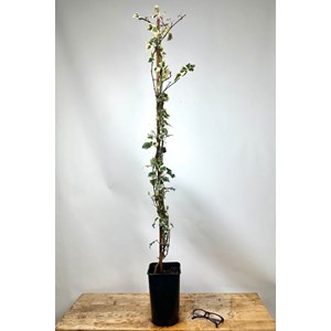 Lierre little diamond' taille du pot -