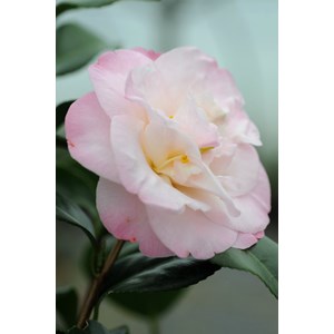 Camélia 'dr tinsley' taille du pot - en pot de 4 litres (hauteur 30&nbsp;40 cm)