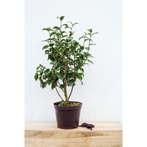 Camélia 'dr tinsley' taille du pot - en