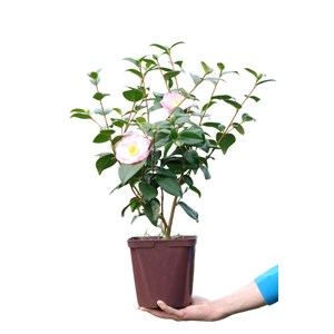 Camélia 'dr tinsley' taille du pot - en