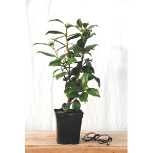 Camélia 'dr tinsley' taille du pot - en