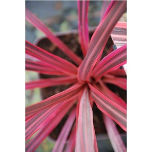 Cordyline'festival ? Raspberry' taille du pot - en pot de 3 litres