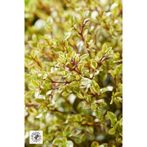 Lophomyrtus 'golden dragon' taille du po