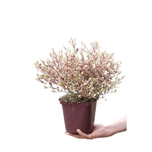 Lophomyrtus 'golden dragon' taille du po