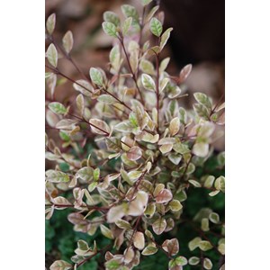 Lophomyrtus 'golden dragon' taille du po