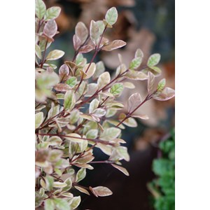 Lophomyrtus 'golden dragon' taille du po