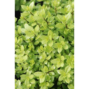 Pittosporum beach ball' taille du pot - en pot de 3 litres