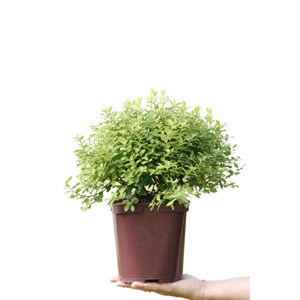 Pittosporum beach ball' taille du pot -