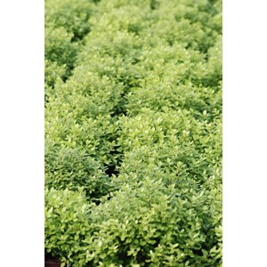 Pittosporum beach ball' taille du pot -