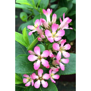 Escallonia 'pink elle ?' taille du pot - en pot de 3 litres