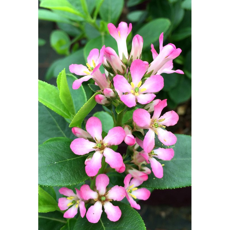 Roué Pépinières - Escallonia 'pink elle ?' taille du pot - en pot de 3 litres