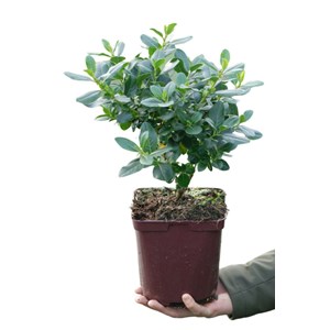 Escallonia 'pink elle ?' taille du pot -